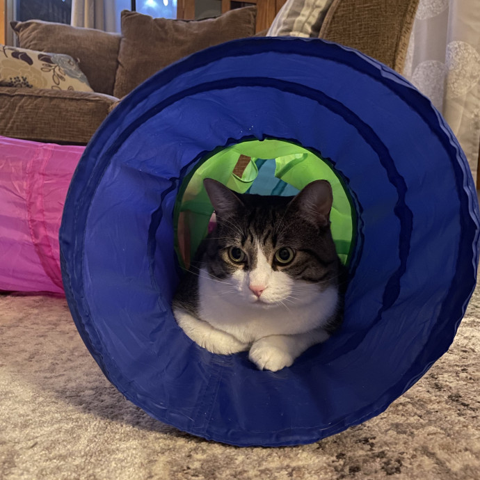 Liz's Personalized Cat Care photo 3