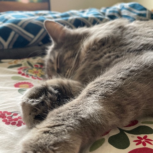 Lorrie's Kitty Kare