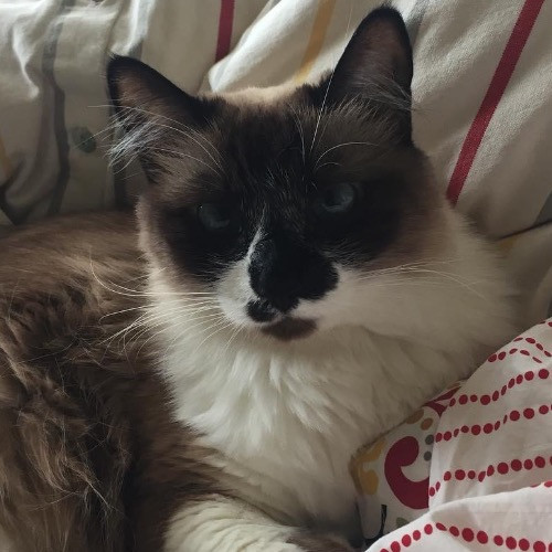 Lorrie's Kitty Kare
