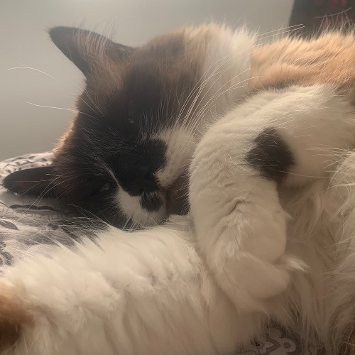 Lorrie's Kitty Kare photo 3