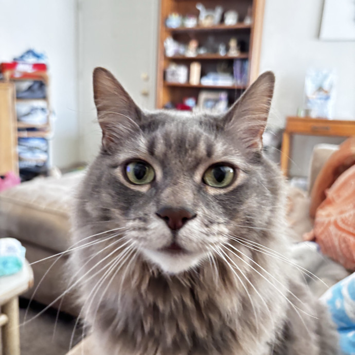 Lorrie's Kitty Kare photo 2