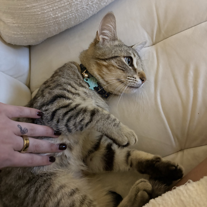 Safety Harbor Cat Lover photo 3