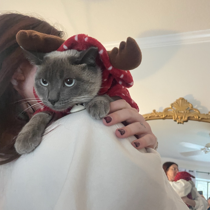 Safety Harbor Cat Lover photo 2