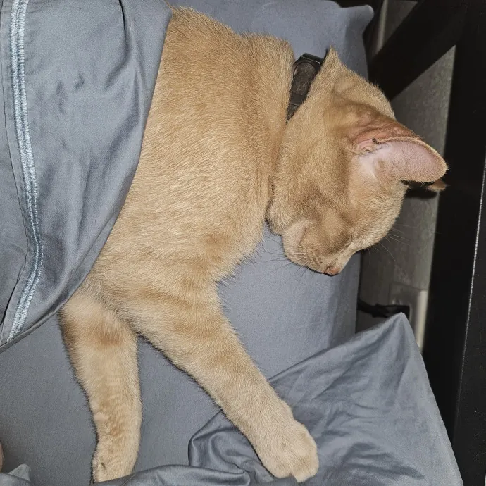 Cat Lover And Veterinarian Nurse