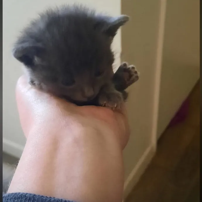 Cat Lover And Veterinarian Nurse