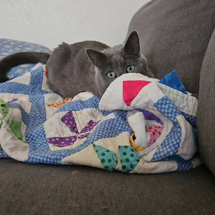 Cat Lover And Veterinarian Nurse photo 4