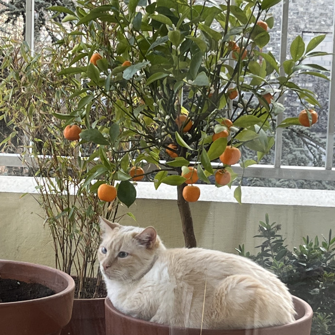Stress-Free Care For Your Kitties 
