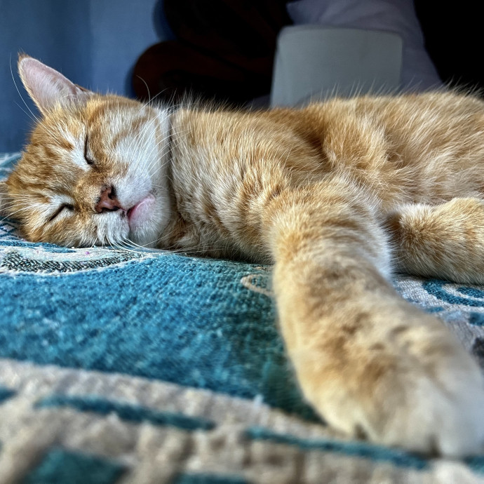 Stress-Free Care For Your Kitties  photo 2