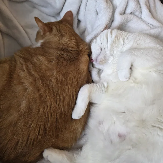 Providing Purrfect Peace Of Mind