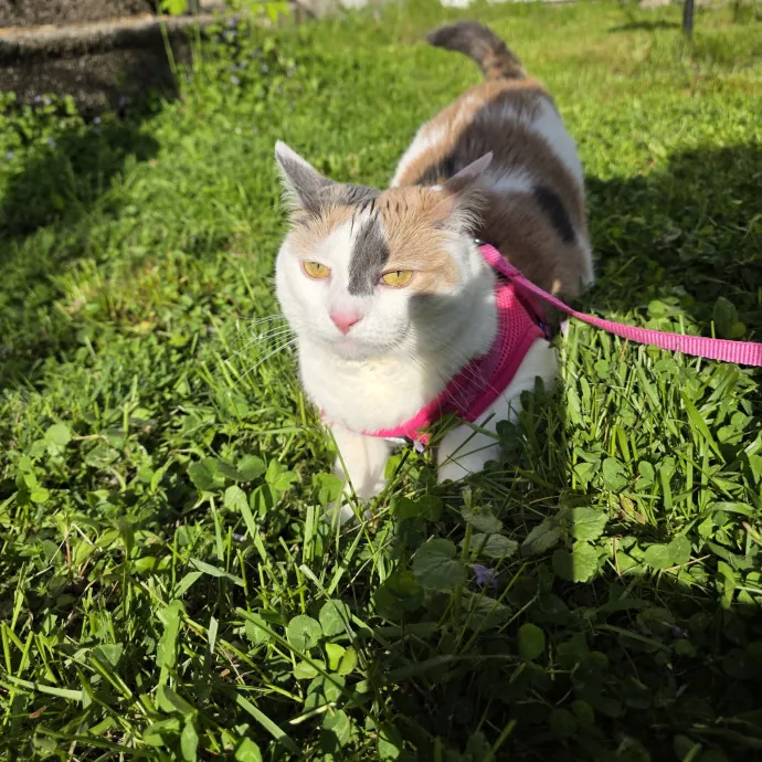 Providing Purrfect Peace Of Mind