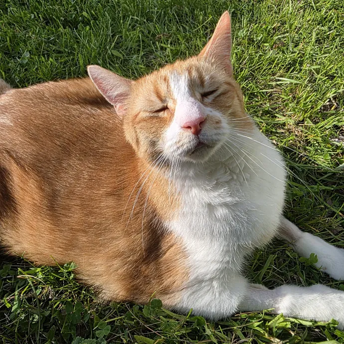 Providing Purrfect Peace Of Mind