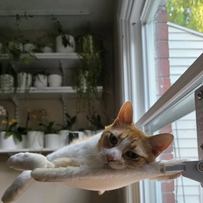 Providing Purrfect Peace Of Mind