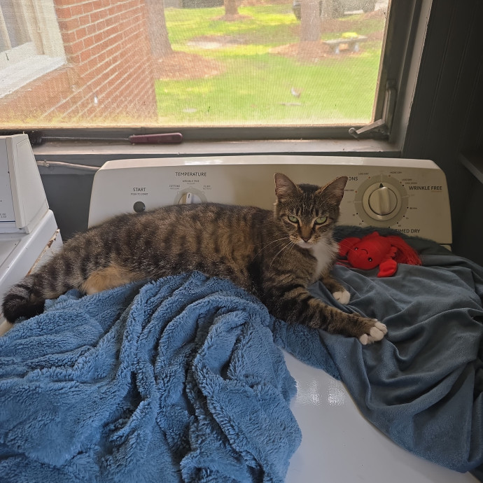 Part-Time Sitter