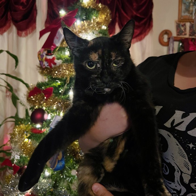 Cozy Cat Care photo 3