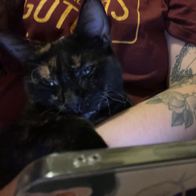Cozy Cat Care photo 2