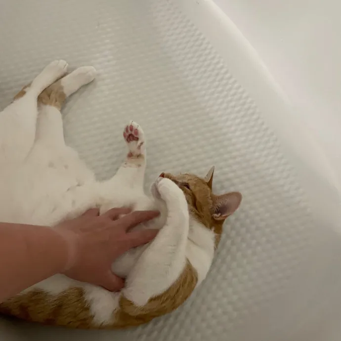 Amelia's Cat-Tastic Cat Sitting