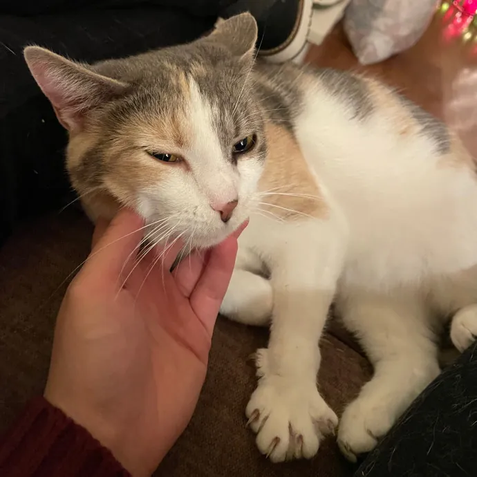 Amelia's Cat-Tastic Cat Sitting