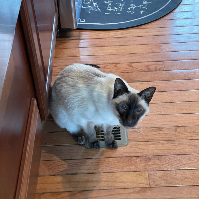 Amelia's Cat-Tastic Cat Sitting