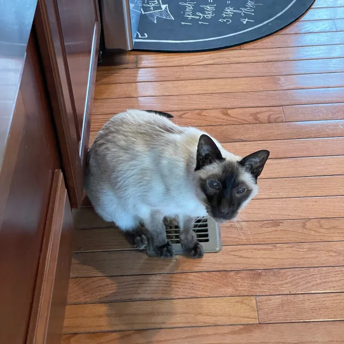 Amelia's Cat-Tastic Cat Sitting