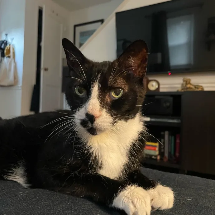 Amelia's Cat-Tastic Cat Sitting