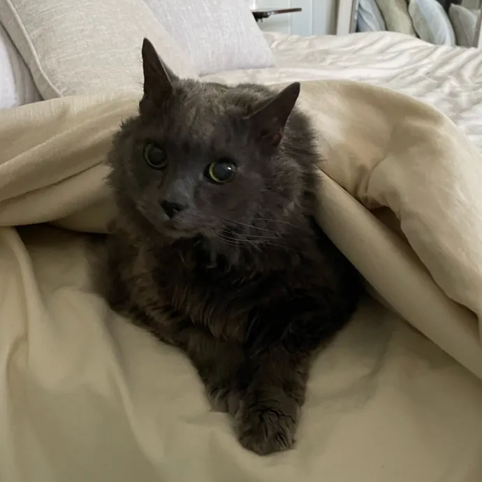 Amelia's Cat-Tastic Cat Sitting