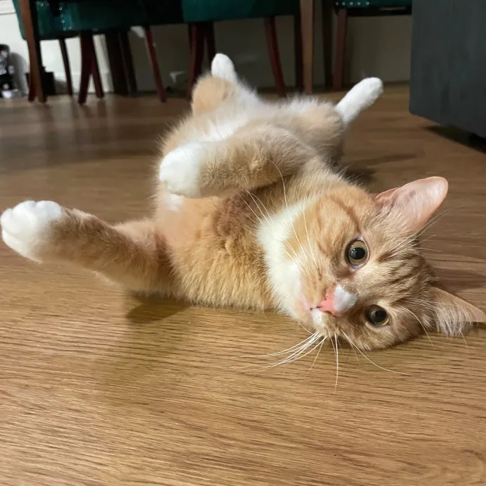 Amelia's Cat-Tastic Cat Sitting