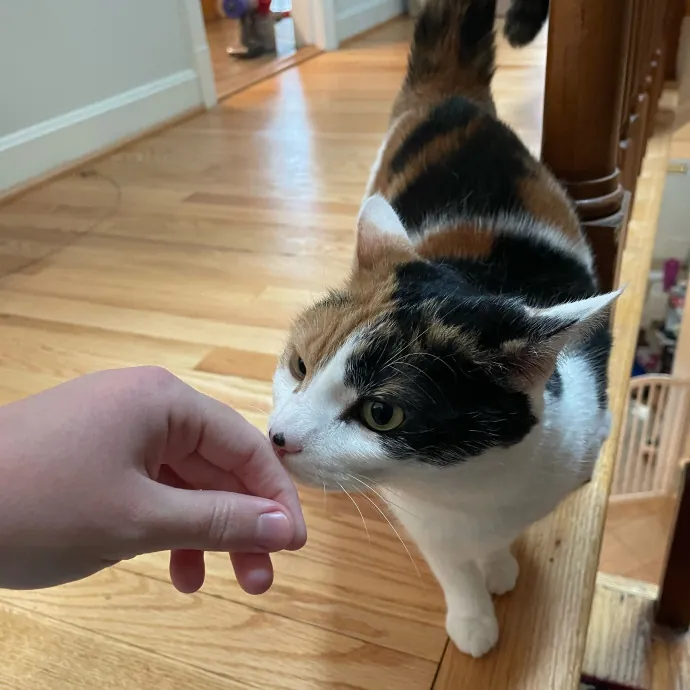 Amelia's Cat-Tastic Cat Sitting