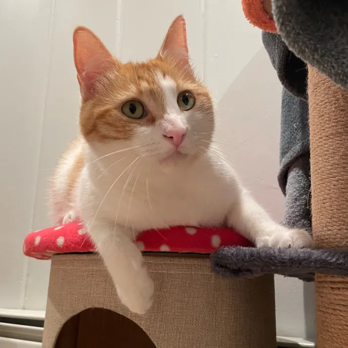 Amelia's Cat-Tastic Cat Sitting