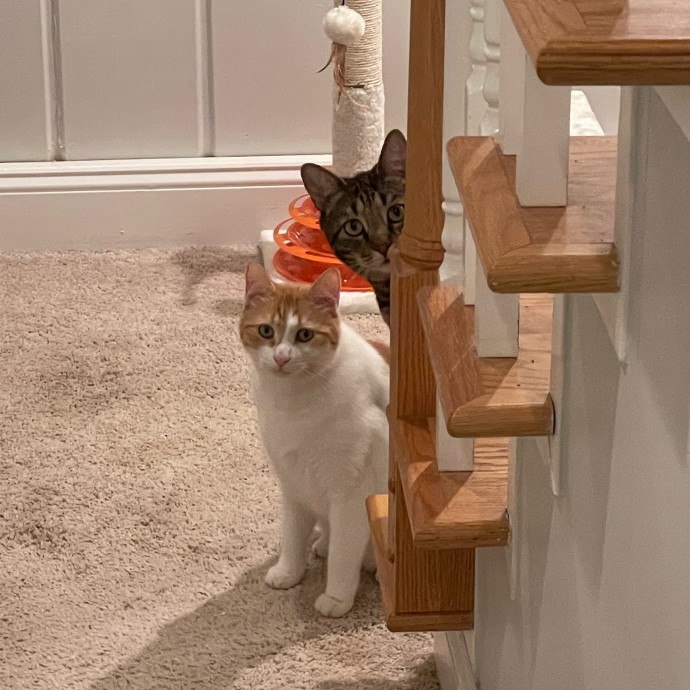 Amelia's Cat-Tastic Cat Sitting