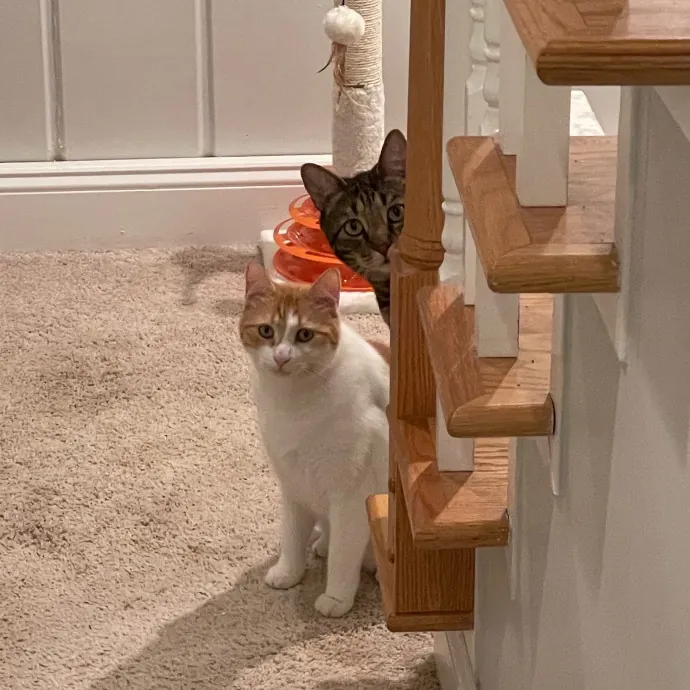 Amelia's Cat-Tastic Cat Sitting