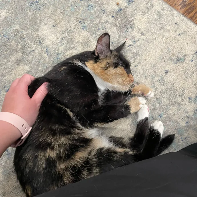 Amelia's Cat-Tastic Cat Sitting