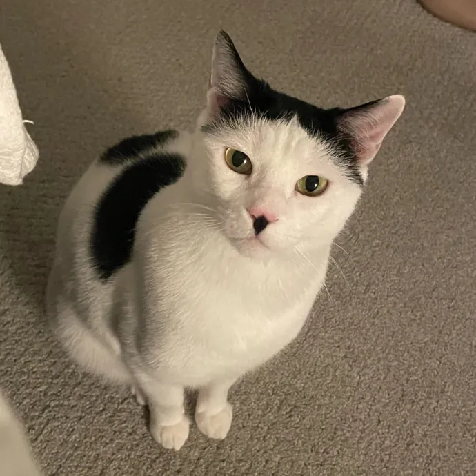 Amelia's Cat-Tastic Cat Sitting