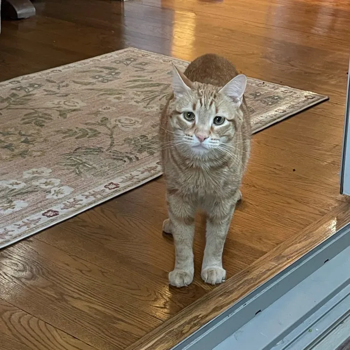 Amelia's Cat-Tastic Cat Sitting