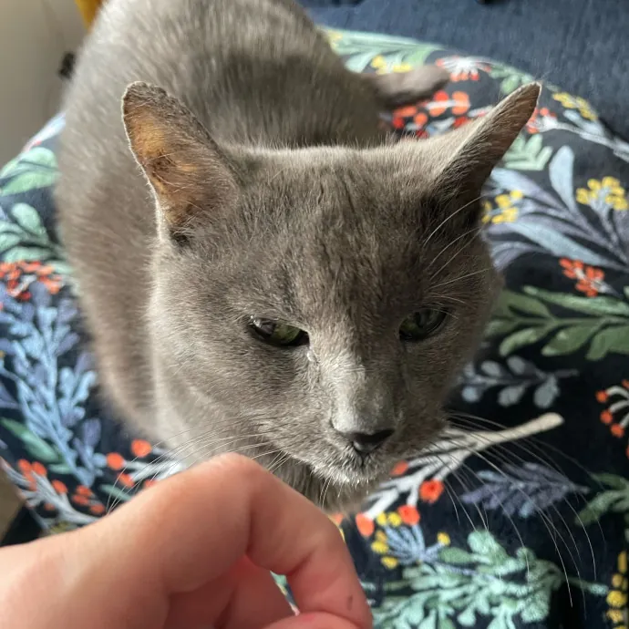 Amelia's Cat-Tastic Cat Sitting