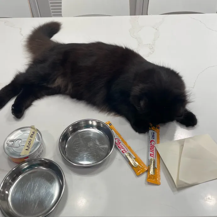 Amelia's Cat-Tastic Cat Sitting