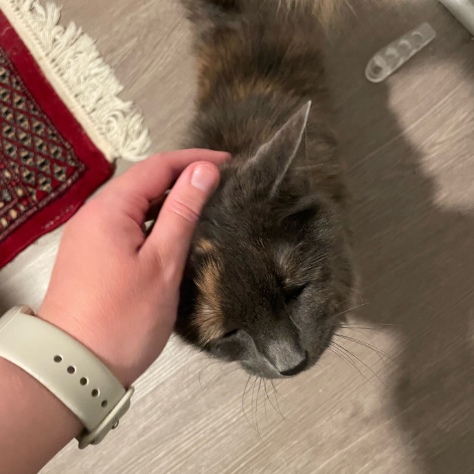 Amelia's Cat-Tastic Cat Sitting