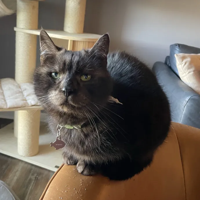 Amelia's Cat-Tastic Cat Sitting