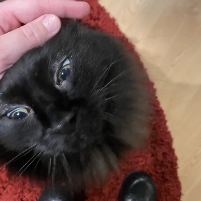 Amelia's Cat-Tastic Cat Sitting