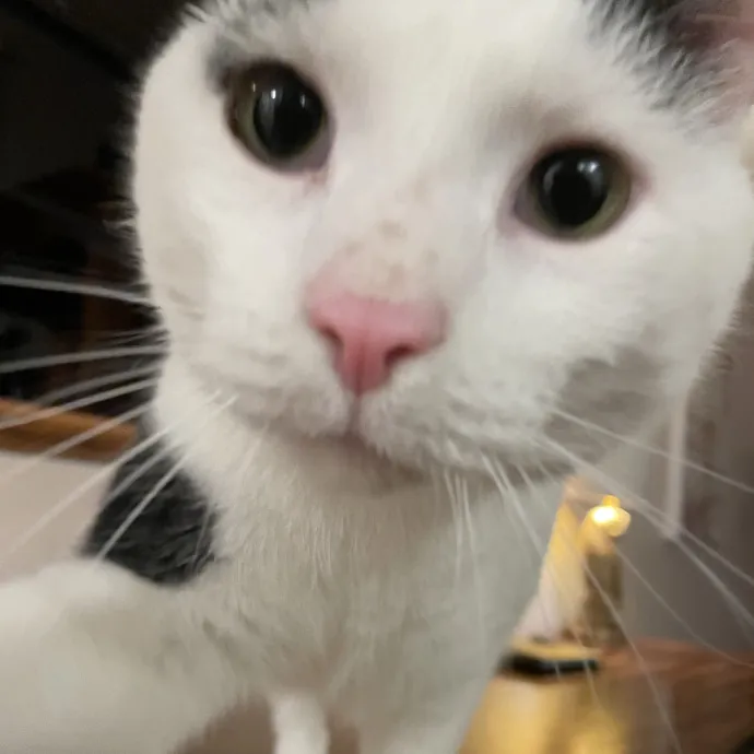 Amelia's Cat-Tastic Cat Sitting