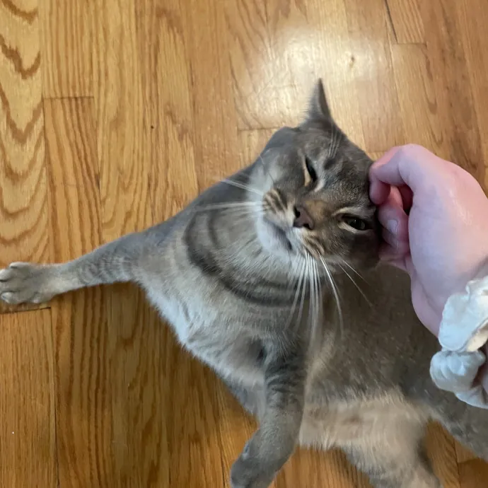 Amelia's Cat-Tastic Cat Sitting