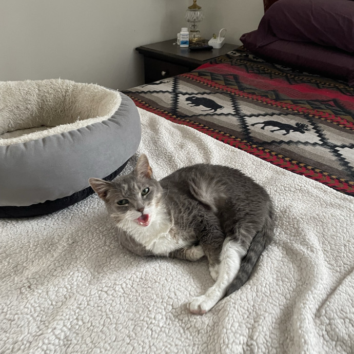 Amelia's Cat-Tastic Cat Sitting