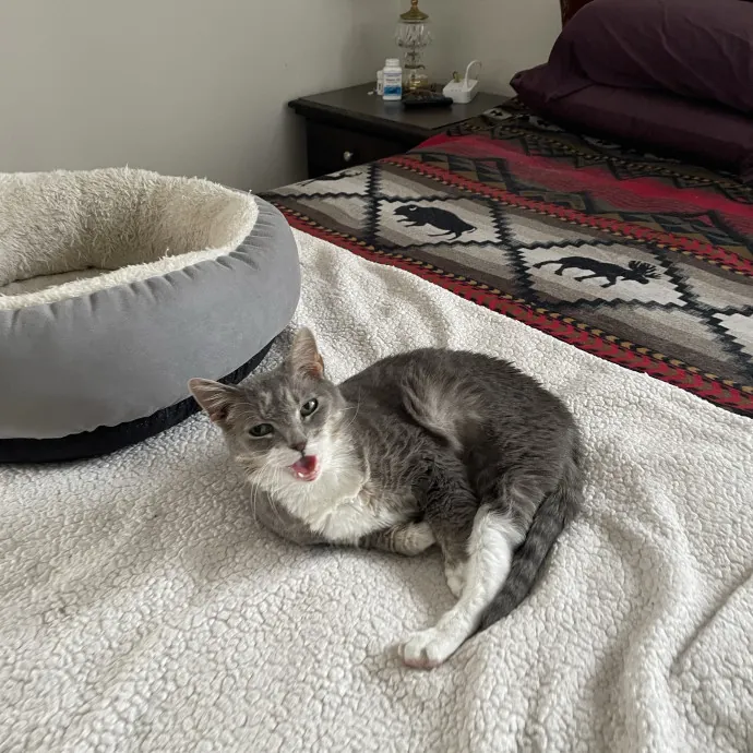 Amelia's Cat-Tastic Cat Sitting