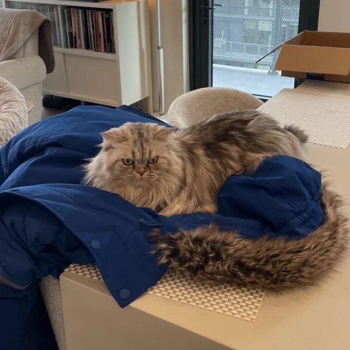 Amelia's Cat-Tastic Cat Sitting