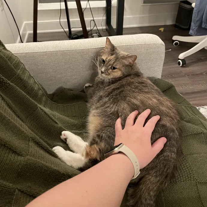 Amelia's Cat-Tastic Cat Sitting