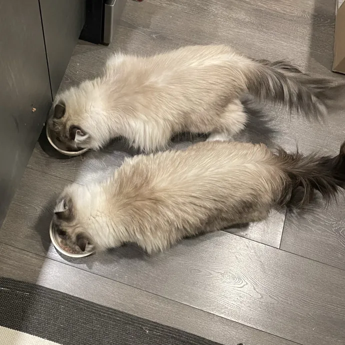 Amelia's Cat-Tastic Cat Sitting