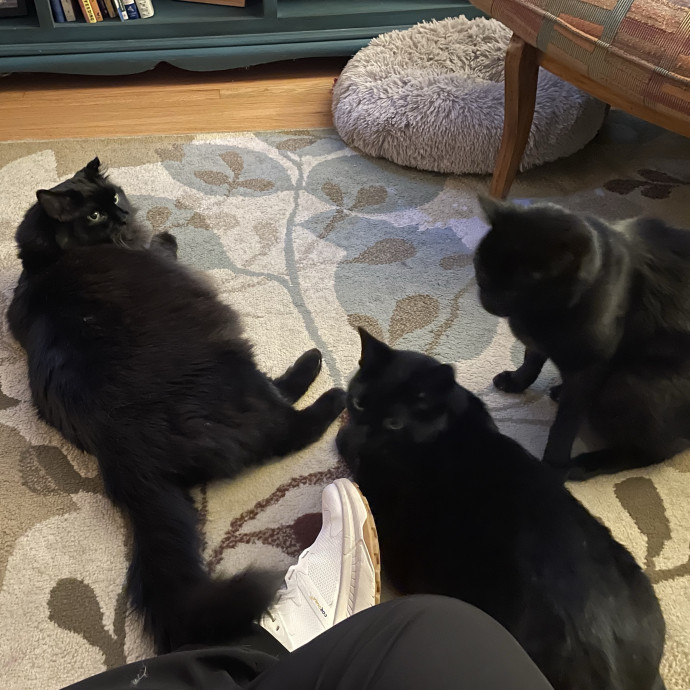 Amelia's Cat-Tastic Cat Sitting