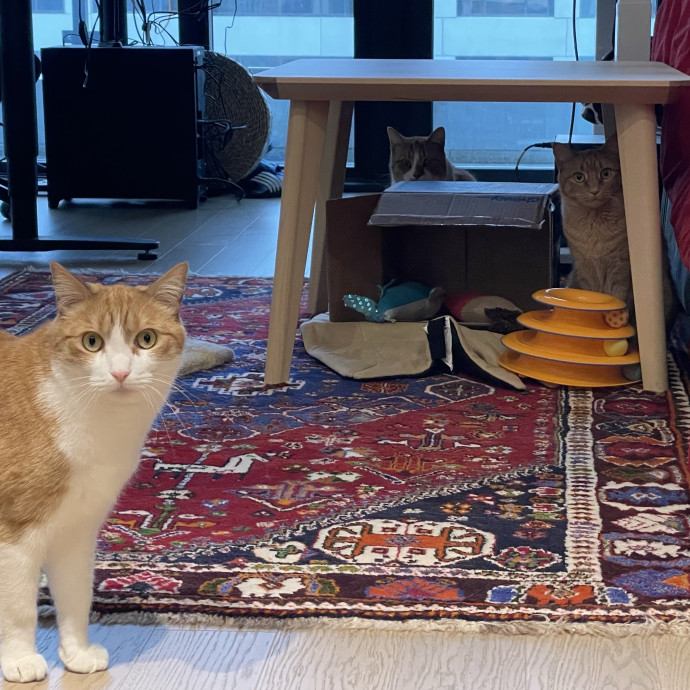 Amelia's Cat-Tastic Cat Sitting