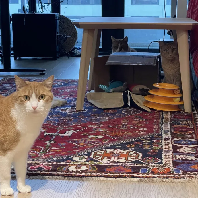 Amelia's Cat-Tastic Cat Sitting photo 2