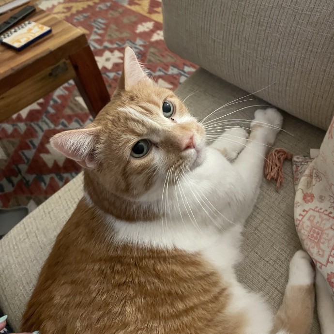 Amelia's Cat-Tastic Cat Sitting