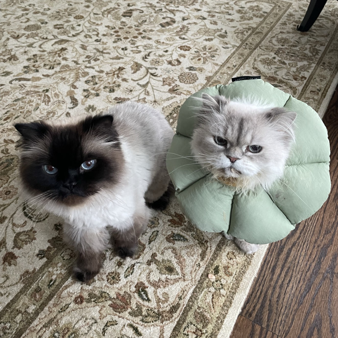 Amelia's Cat-Tastic Cat Sitting photo 3